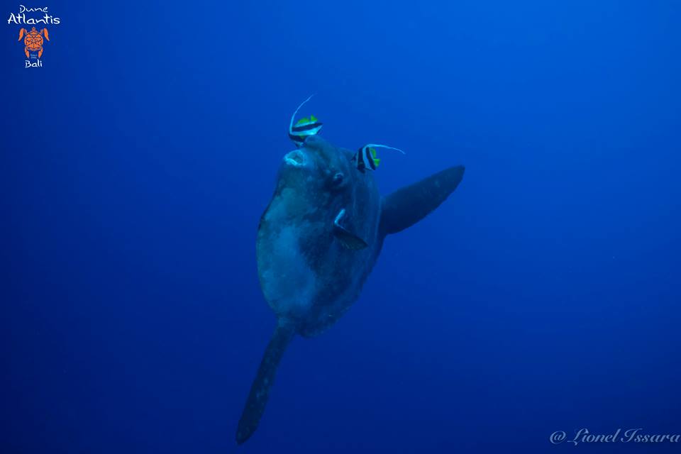 Observez le comportement des Mola-Mola à Bali