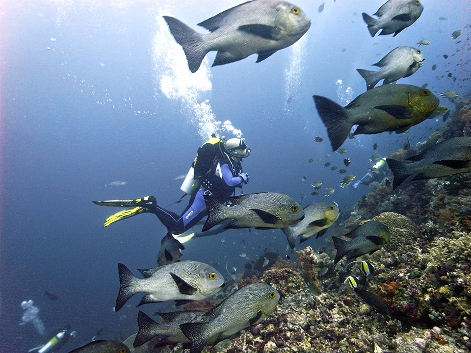 Une formation de plongée en open water Bali